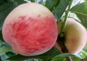永莲蜜桃桃苗价格是多少钱一株？这样种植产量高！