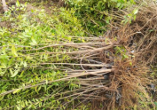 石榴苗价格是多少钱一棵?种植石榴苗有三点要注意!
