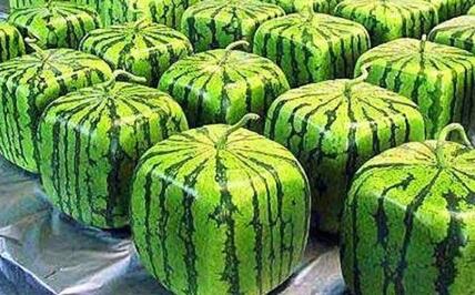 西瓜是怎么种植 5c1367ac43f01.jpg