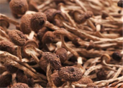 怎样种植茶树菇？它对水分的要求高吗？
