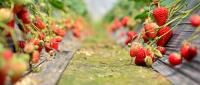 草莓苗怎么种植成活率高？