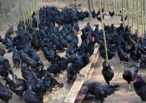 什么是黑色农业 5c3d6e6188d58.png