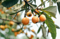 枇杷树可以种在家里吗?种植枇杷树有哪些要注意?