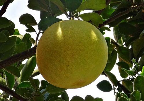 南方适合种什么水果树 5c4179d7ce89c.png