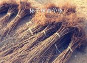 榛子树苗价格多少钱一棵？一般种植几年结果？