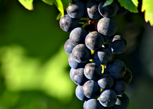 2019年经济作物啥价_2019种什么农作物最赚钱 有哪些比较好的项目