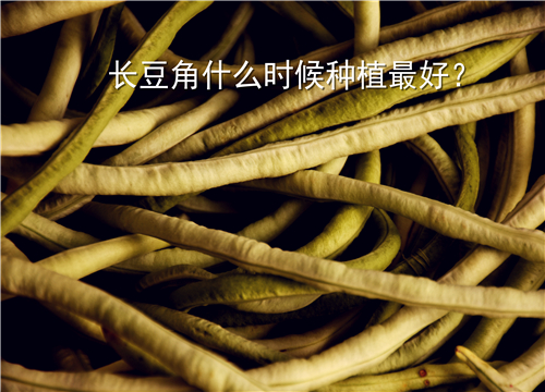 长豆角什么时候种 5c46d6bf02688.jpg