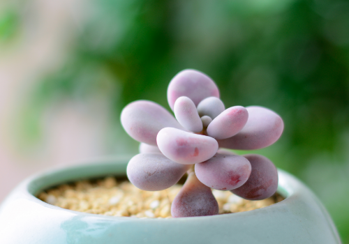 多肉种植的好处 5c501b6696217.png