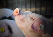 農村養豬：“公司+農戶代養”模式的成本與利潤分析