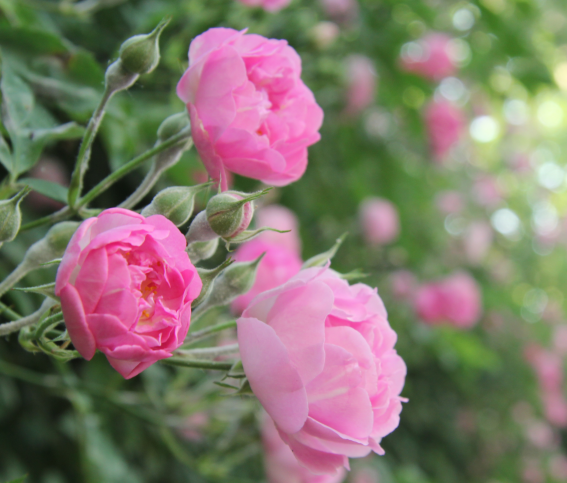 世界著名观赏植物之一 蔷薇种植方法介绍