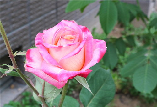 5c7502e332cdf.jpg