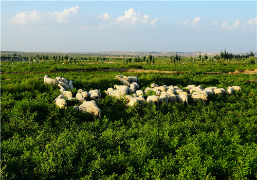 2019年林下经济_...生态扶贫 做活林下经济(2)