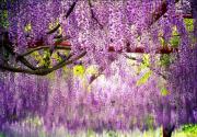 紫藤萝的简介及唯美图片欣赏