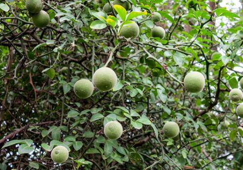 树是从哪里来的种子 5c8b43294c37a.jpg