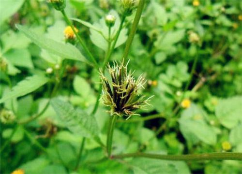 能治高血壓的鬼針草怎麼種植好