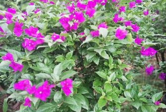5ca0669d375d5.jpg