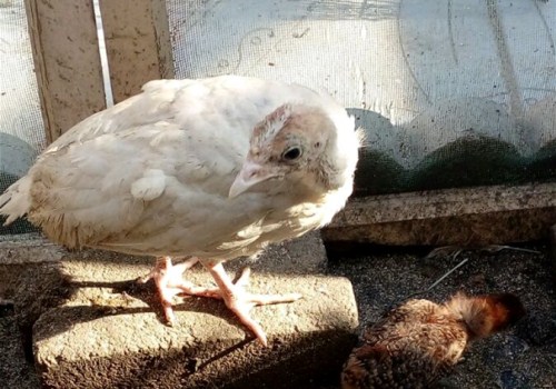 几个月出栏的鸡 5ca47976e56a5.jpg