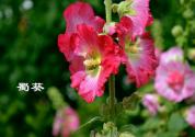 夏天有什么花？这些花最有代表性！