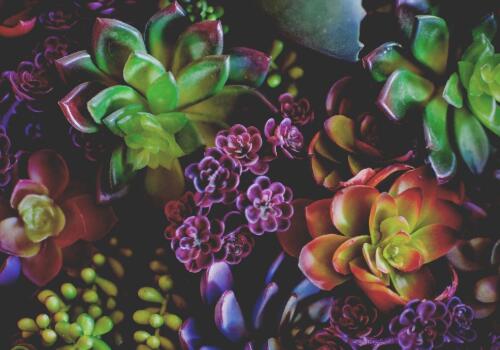 多肉种下多久可以浇水 5cb054d103c9a.jpg