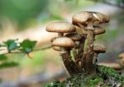 农村山上常见的3种美味野蘑菇，你都吃过吗？