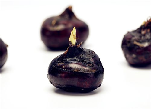 什么时间种植马蹄 5cb442fea5234.jpg