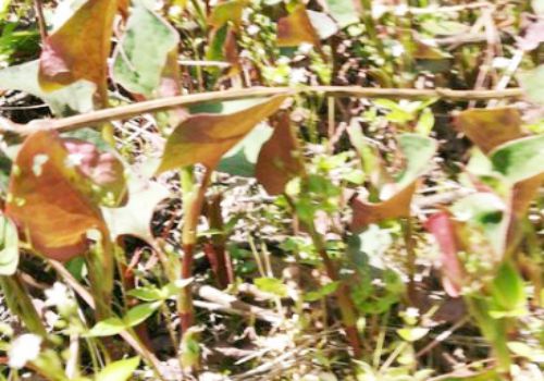 2019广西经济总植_各种高附加值的经济作物.我市最大农业光伏大棚项目——总投资5亿...(2)