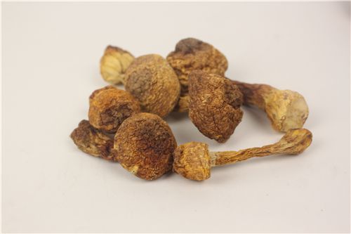 松茸多少钱一斤哪里买 5cc56f47159ac.jpg