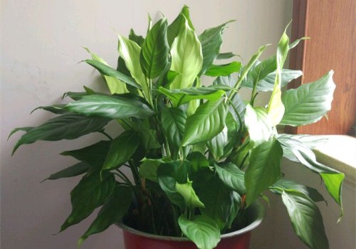 室内绿植推荐实惠植物 5cce5361a3d6e.jpg
