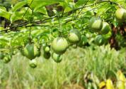 百香果种植方法介绍：掌握正确的育苗方法很重要！