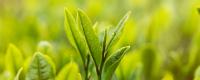 茶叶种植技术