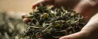 薄荷塘古树茶的特点