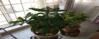 大叶刺梅花的养殖方法