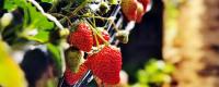 厦门哪里可以摘草莓