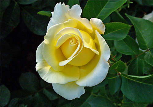 5d0200fd28609.jpg