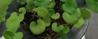 马蹄金种子种植方法