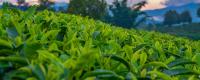 雀舌茶产地