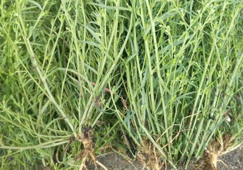 百蕊草种植的亩产量是多少