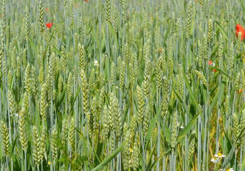 啥时候种小麦最适合 5d5b6fb1b698e.jpg