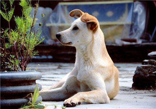 花色的中华田园犬