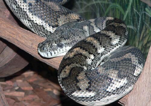 蛇是哪个国家出现的动物 5d78b297b7f08.jpg