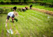山东制定农业服务规范，让农业社会化服务有“标”可依