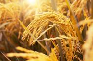 2019小麦价格：需求提振效应弱化政策调整影响