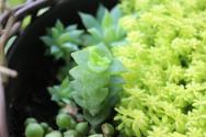 多肉生虫怎么办？