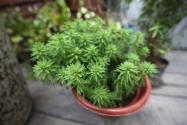 花根生虫怎么办？