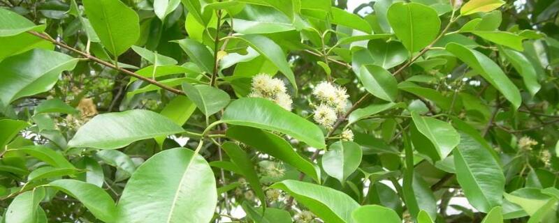 乌墨常绿还是落叶