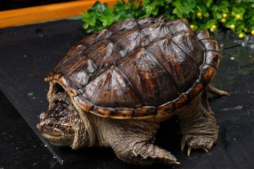 乌龟怎么过冬 5d9c2803cef42.jpg