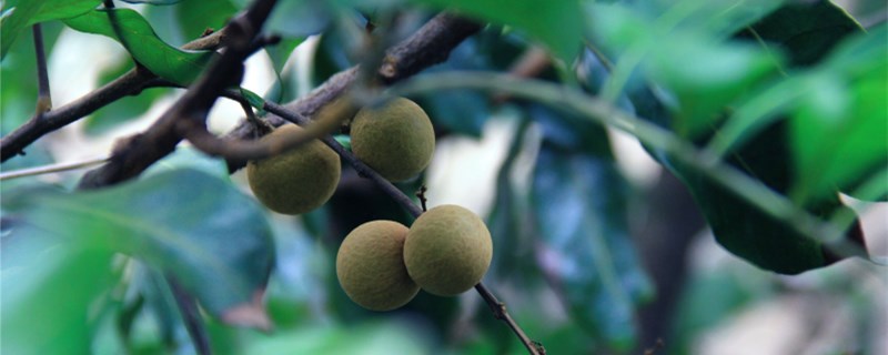 无患子种植开发有限公司