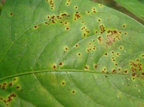 梨锈病冬孢子形态图 搜狗图片搜索