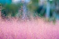 网红粉黛花海是什么？怎么种植？