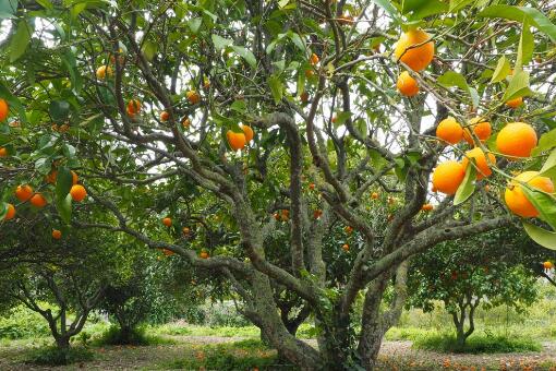 橙子树从种到结果实需要多久?可以种在院子里吗?附种植技术